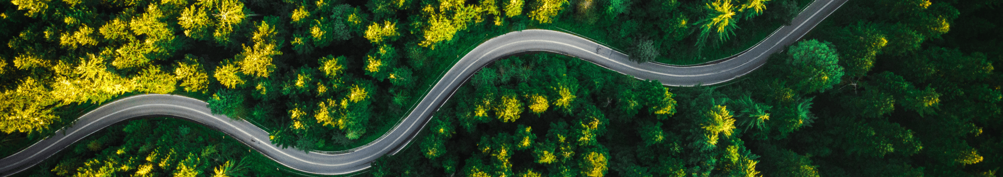Winding road with trees Winding road with trees